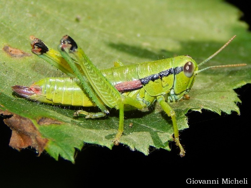 Odontopodisma decipiens insubrica???  S